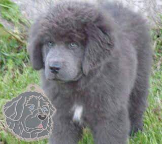 newfoundland custom.jpg